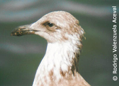 Larus dominicanus juvenil.